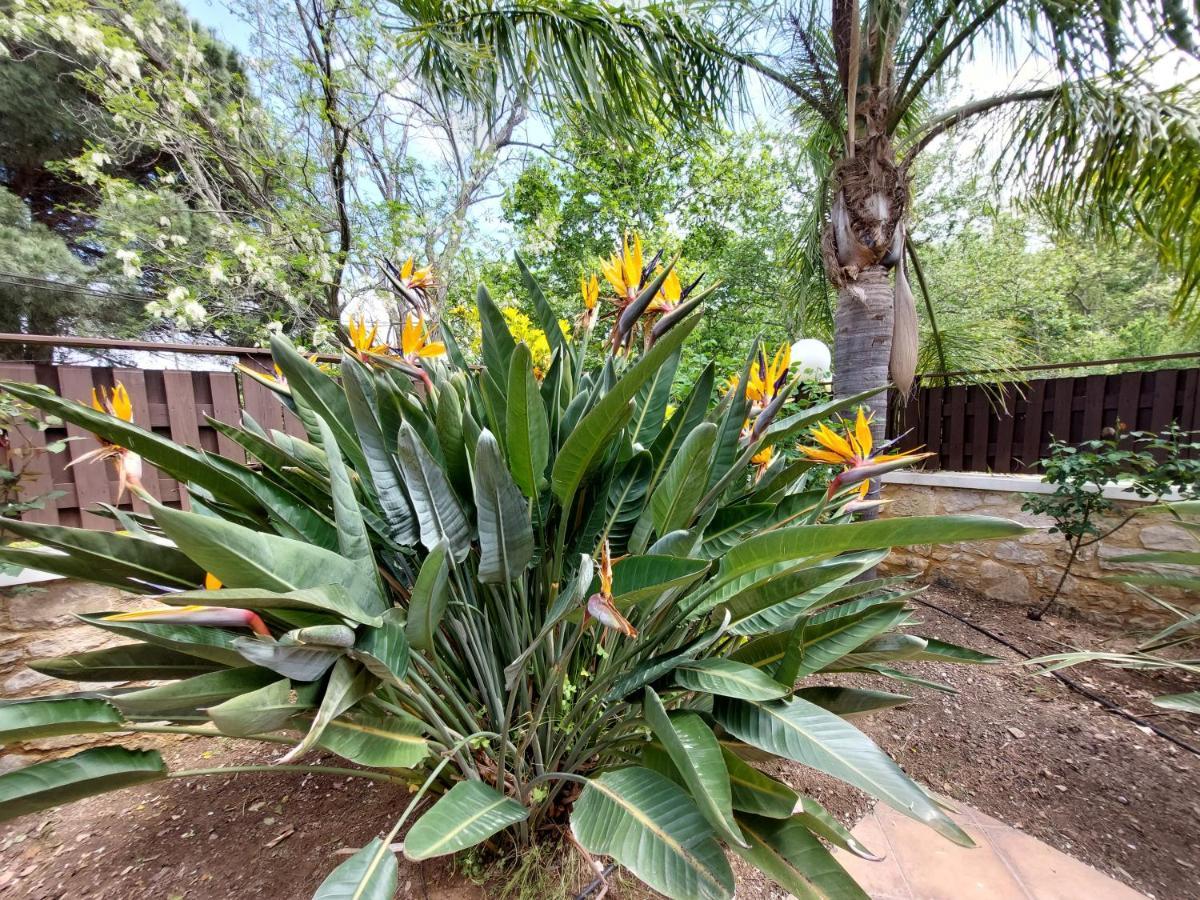Neriana - Garden Paradise